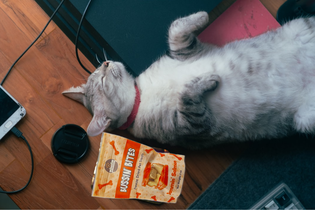 Salmon - Single Ingredient, High Value Freeze-Dried Training Treats for Dogs & Cats