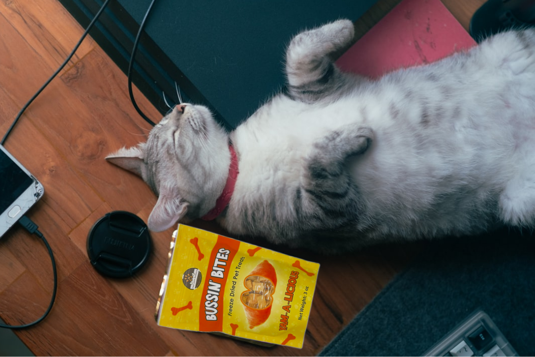 Sweet Potato - Single Ingredient, High Value Freeze-Dried Training Treats for Dogs & Cats
